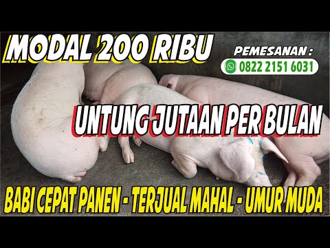 , title : 'Cara Ternak Babi Cepat Panen Umur 5 Bulan - Agar Babi Cepat Gemuk - Agar Babi Cepat Besar - Viterna'