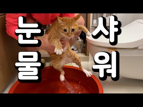 이게 지랄묘구나