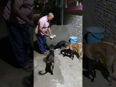 feeding stray dogs to makes their tails wag with happiness.❤️❤️❤️