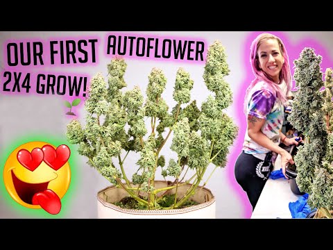 Our 1st Autoflower Grow in a 2X4!