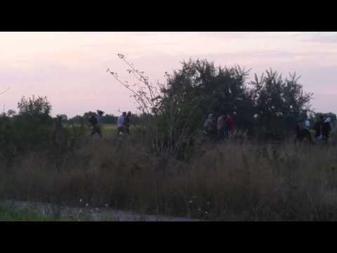Immigrants walking near Röszke