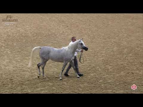N 62 MAGIDAA AL RAYYAN   10th Qatar International Arabian Peninsula Horse Show 2020   3 Years Old Fi