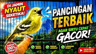 Download lagu Sirtu gacor terbukti ampuh untuk memancing emosi dan birahi lawan mp3 Download lagu Sirtu gacor terbukti ampuh untuk memancing emosi dan birahi lawan mp3