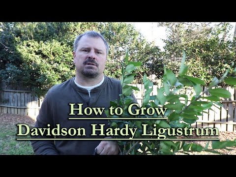 download lagu mp3 mp4 Ligustrum Lucidum Growth Rate, download lagu Ligustrum Lucidum Growth Rate gratis, unduh video klip Ligustrum Lucidum Growth Rate
