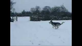 preview picture of video 'Wolf Dog At Home In The Snow1'