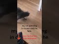 My Cat Spinning In Circles Shorts