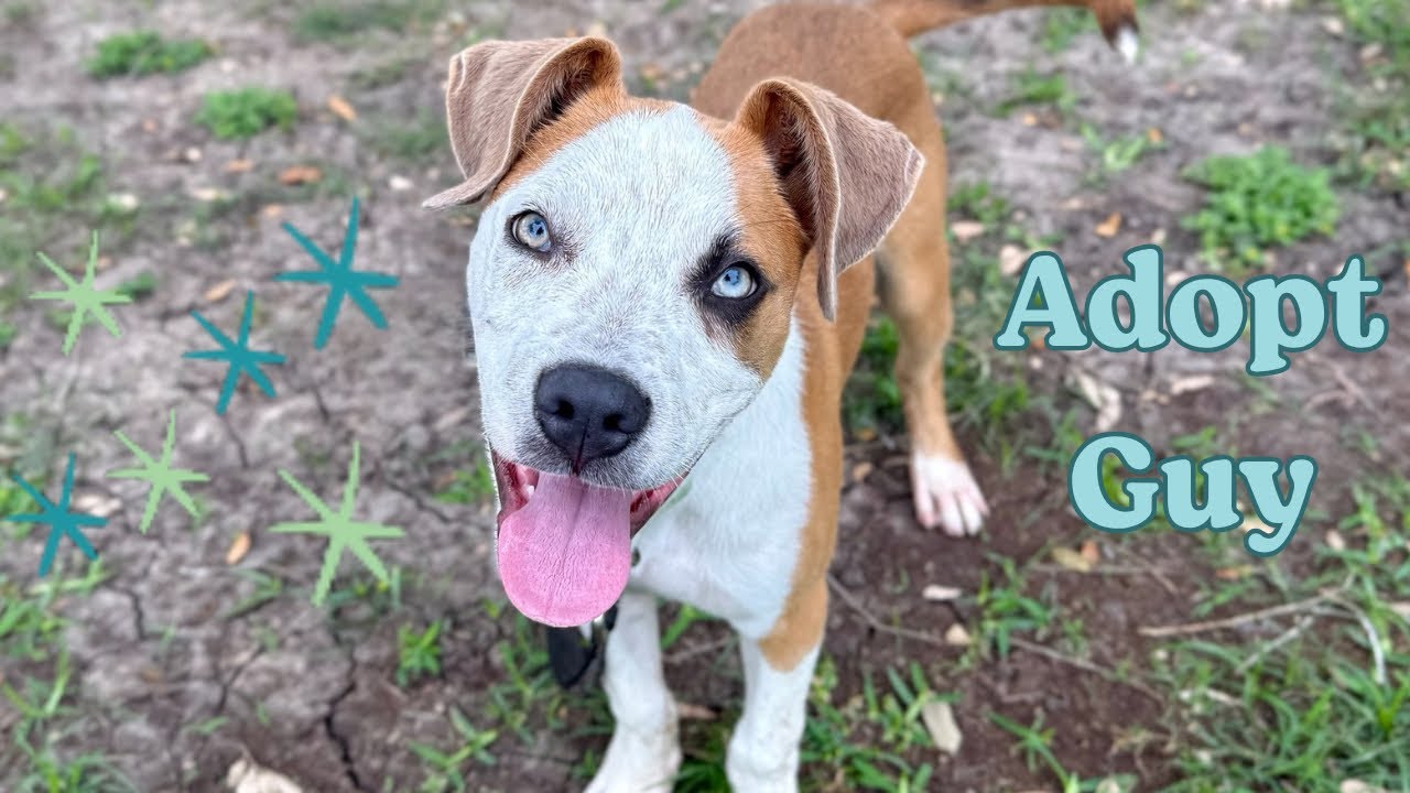 Guy Prince, a Adoptable mixed breed in Bensalem, PA video 2/6