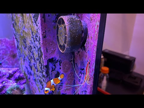 Explained: Reef Tank Powerhead/Wavemaker Placement
