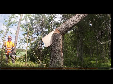 Metsolan Metsäkoulu 313 - Yleinen harhakäsitys, mitä tällä tavotellaan!