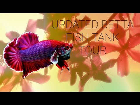 Updated Betta fish tank tours