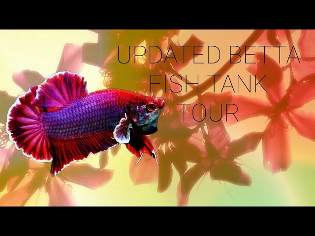 Updated Betta fish tank tours