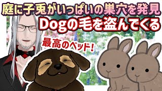 【日本語字幕】庭の花やワンちゃんの抜け毛を盗んでいく野兎【Fulgur Ovid/ファルガー·オーウィド/にじEN切り抜き】