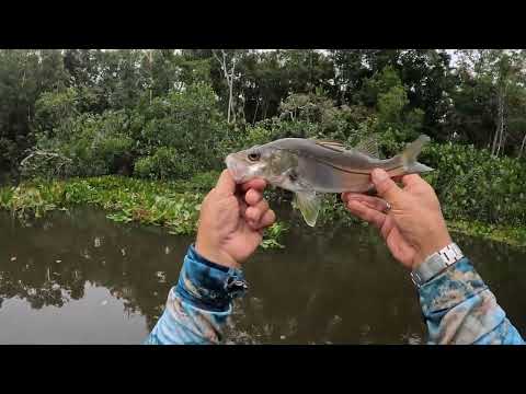 Família mas uma grande pescaria de robalos no rio Santa Cruz,na cidade  de Cabralia BA .#pesca 