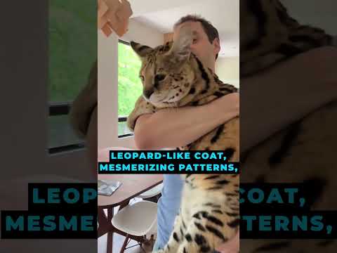 The Ashera Cat The World's Most Expensive Feline💎🐱