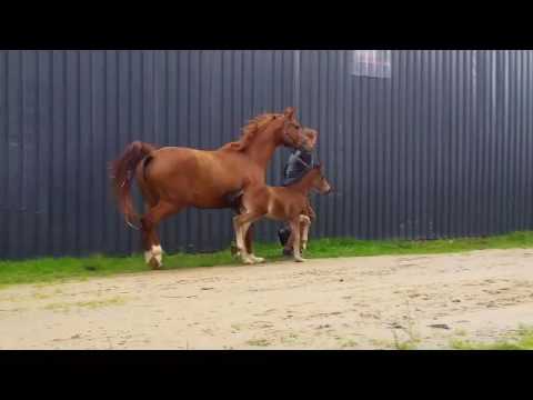 Stutfohlen von Bon Coeur - Weltmeyer