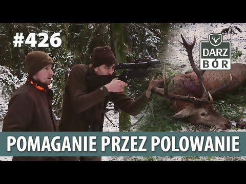 Darz Bór odc. 426 Pomaganie przez Polowanie