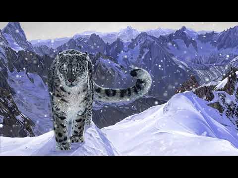 Snow Leopard animation reel