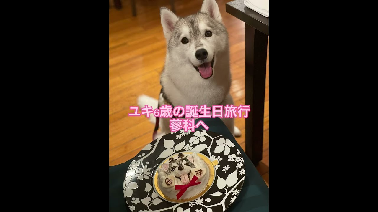 ユキ6歳の誕生日旅行