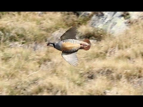 SÜPER KEKLİK AVI 06,Partridge Hunting --pernice caccia-куропатка охота-الحجل مطاردة