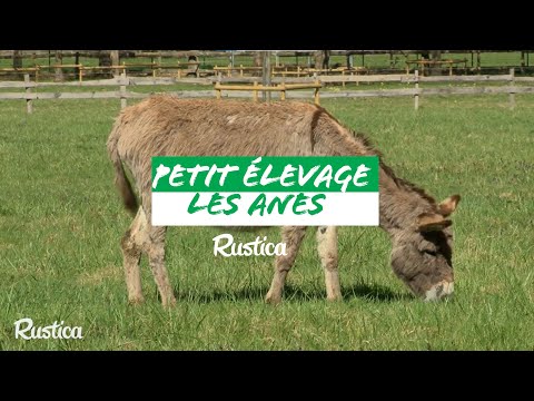 How to raise a donkey