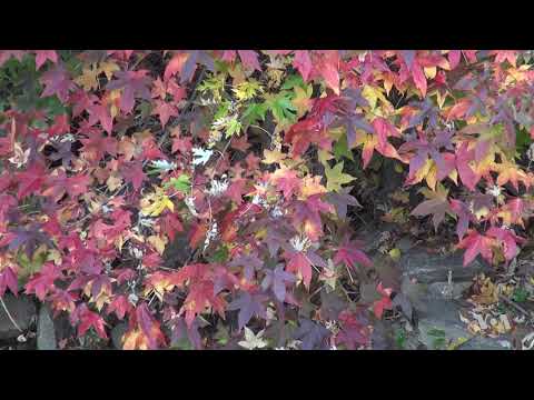 Spectacular Autumn Leaves Peak in the Washington Area