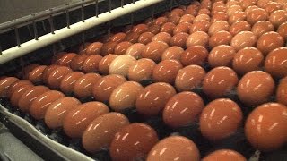 preview picture of video 'Pete and Gerrys Certified Organic Eggs Fresh From Farm Egg Washing'