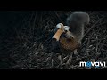 Ice Age The Meltdown 2006 6 10 Linksys Vs Critics Scenes Movieclips