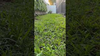 Video preview image #1 Mutt Puppy For Sale in Valrico, FL, USA