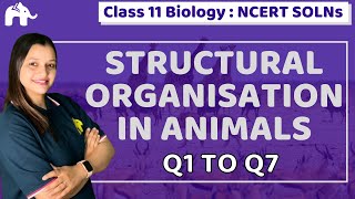 Structural Organisation in Animals Class 11 Biology | Chapter 7 NCERT Solutions Questions 1-7