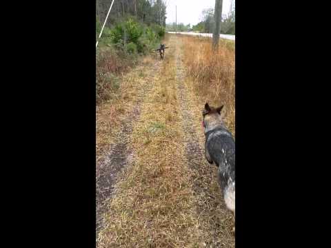 Koko  (board &train)