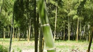 Sunlight & wind 陽の光と風【4K/30fps】-2025/7/7-