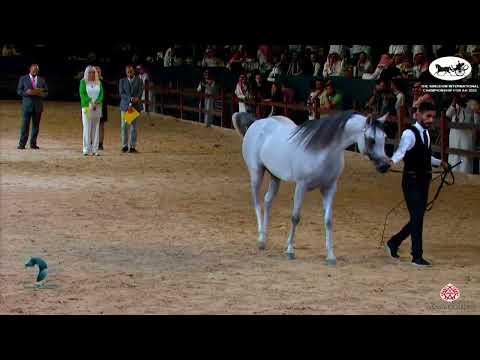 N 315 MUTROUK   The Kingdom International Championship For AH 2022   Stallions 4 – 6 Years Old Class