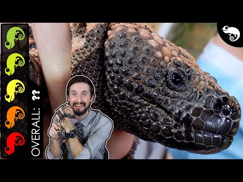 Gila-Krustenechse, die beste Eidechse als Haustier?