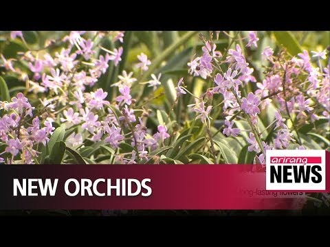 Korean researchers develop new orchid species with long-lasting flowers