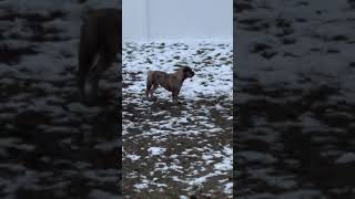 Olde English Bulldogge Puppies Videos
