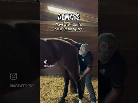 How I actually crack a horse's back 🔊⚡️ #horse #backcrack #asmr  #satisfying #equinephysio #shorts