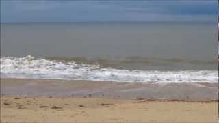 preview picture of video 'Seals at Waxham Beach, Norfolk   PART 2'