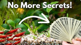 🦐 Breeding Shrimp for Profit: Tips and Tricks for Success