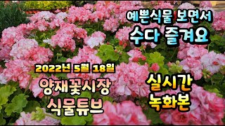 2022년 5월 18일 수요일   예쁜식물들  보면서  수다즐겨봐요 #양재꽃시장 #식물튜브