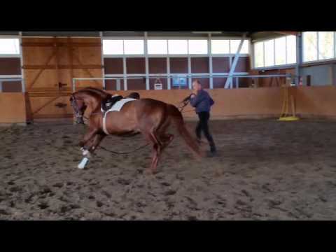 3j. Wallach von Don Frederico - Wolkenstein II