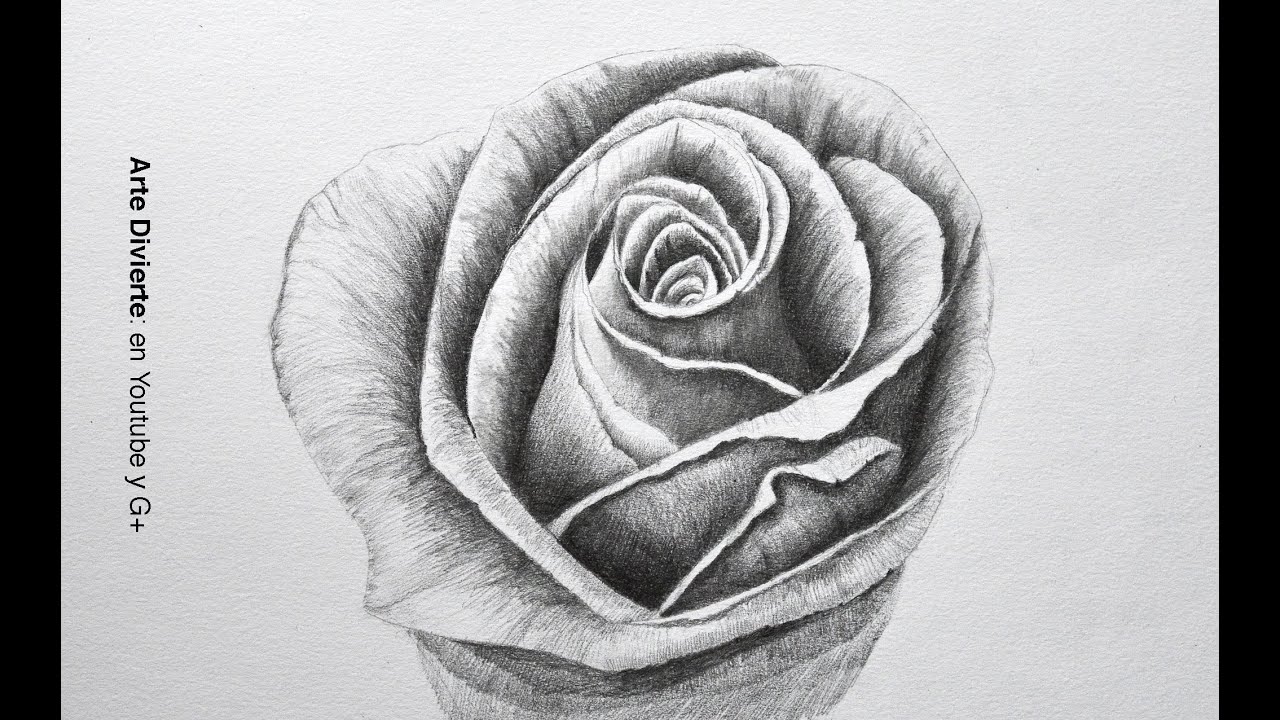Drawing flowers: How to draw a rose with pencil - step by step - Arte Divierte