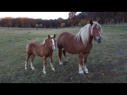 In vizita la ferma lui Aura de la Cluj - 2021 Nou!!!
