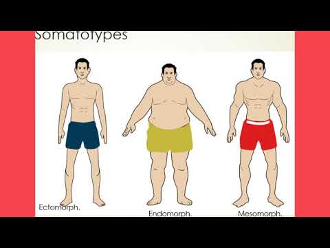 image-What are the 3 types of somatotypes?