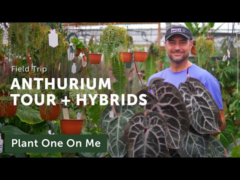 ANTHURIUM TOUR & New Hybrids with Steve's Leaves — Ep. 295