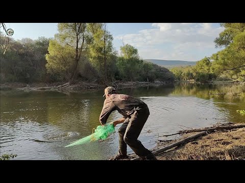 Bagre trofeo en el rio carpa gigante tilapias muy grandes el bagre para reproducirse en mi estanque