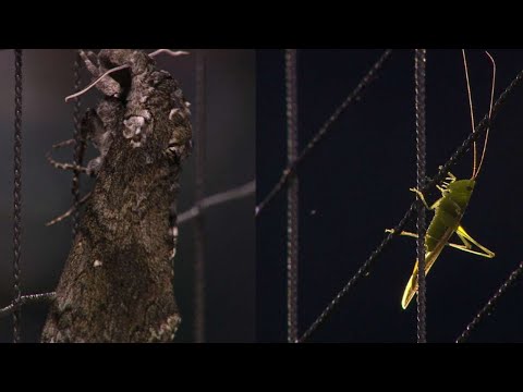 HOU@CWS: Insects take in the game from the nets