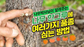 감나무에 여러가지 품종을  접목(드릴접, 녹지접, 삽접), 다양한 감 품종 수확하기