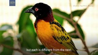 WEAVER BIRD: The most populous globally