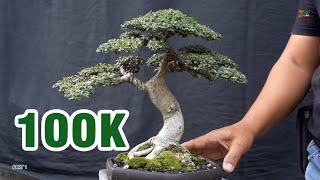 Download lagu '100 RIBU' BISA DAPAT BAHAN BONSAI mp3 Download lagu '100 RIBU' BISA DAPAT BAHAN BONSAI mp3