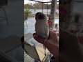 Having A Little Tweet Time After A Long Day At Work Parakeet Parakeetsofinstagram Birdlovers Cu